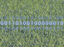 Gras mit Binärcode