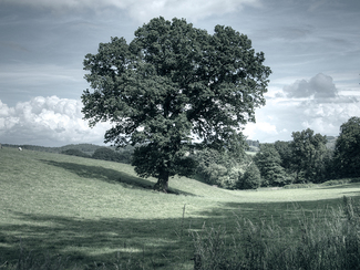 Landscape with oak