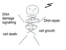 graphical illustration of genetic factors influencing radionsensitivity in human