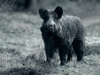 Wild boar searching for food