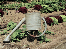 Salatbeete, im Vordergrund eine Gießkanne, die auf einen Stab gestülpt ist. Salatbeete, im Vordergrund eine Gießkanne, die auf einen Stab gestülpt ist.