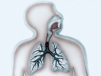 Über die Atemwege gelangen Radon und seine Zerfallsprodukte in die Lunge