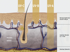 Grafik zeigt Aufbau der Haut und Eindringtiefen von UV-A-, UV-B- und UV-C-Strahlung