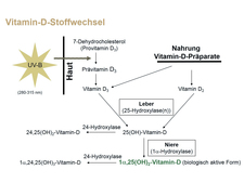 Der Vitamin-D-Stoffwechsel Der Vitamin-D-Stoffwechsel