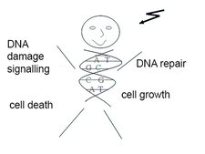 graphical illustration of genetic factors influencing radionsensitivity in human graphical illustration of genetic factors influencing radionsensitivity in human
