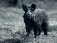 Wild boar searching for food Wild boar searching for food