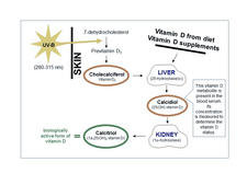 The vitamin D metabolism The vitamin D metabolism