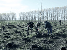 Beginning to reforest the arable area near Salzgitter-Üfingen in calender week 46