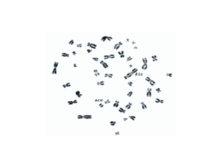 Chromosomen Chromosomen