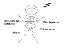 Strahlen wirkungen auf Menschen Strahlen wirkungen auf Menschen