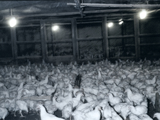 Chicken farming underground